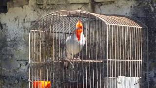 Cardenal rojo cantando [upl. by Roldan441]