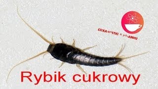 Czym jest RYBIK CUKROWY [upl. by Allac]