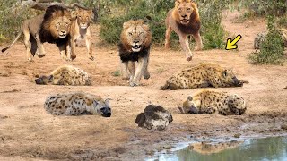 OMG King Lion destroy Hyena cubs stupid go into his territory Epic battle of King Lion Vs Hyena [upl. by Humph]