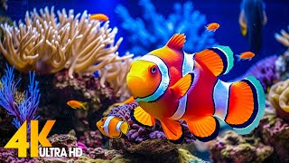 Aquarium 4K VIDEO ULTRA HD 🐠 Beautiful Coral Reef Fish  Relaxing Sleep Meditation Music [upl. by Llenil]