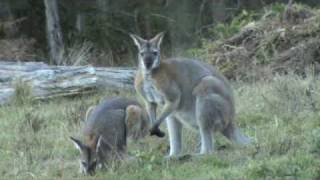 Australian Wildlife Wallabies courting [upl. by Lukasz]