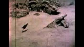 RARE FOOTAGE of the EXTINCT Laysan Rail Bird  Only Footage Ever Recorded 1923 [upl. by Atnoed]