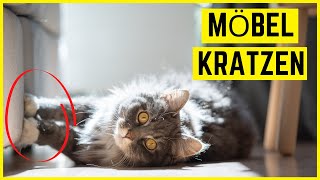 KATZE KRATZT AN COUCH amp MÖBELN 🛋️ 5 überraschende Tipps die wirklich helfen ✔️ [upl. by Kissner]