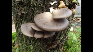 Grey Oyster Mushroom Pleurotus ostreatus Identification [upl. by Euhsoj290]