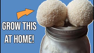 The SIMPLEST way to grow LIONS MANE MUSHROOM at home [upl. by Tlok]