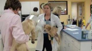 Dr Michael Snyder Performs Puppy Cataract Surgery [upl. by Huckaby]