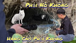 Phải Ổ Của Cáo Trắng Ở Không Và Phụ Hồ Xây Tường Cho Bố Nhân Tạ Mốt [upl. by See]