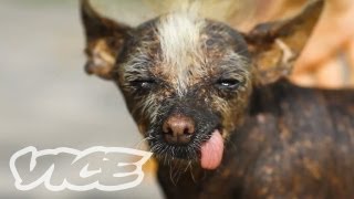 Cute Peruvian Hairless Dogs  The Cute Show [upl. by Ajiam]