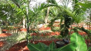 Dypsis pembana and Dypsis lanceolata  Two Beautiful Madagascar clumping palms [upl. by Leahcim424]