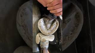 Hoof ASMR When Farriers Work Their Magic Ever wondered how a farrier keeps a horses hooves in tip [upl. by Siwel]