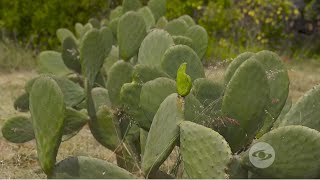 Preparación de terreno y siembra de nopal [upl. by Ateuqal]