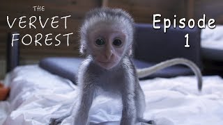 Experience A Baby Monkey Orphanage In South Africa  Ep 1 [upl. by Alvin]