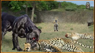 15 Momente in denen hungrige Leoparden in die Häuser von Menschen einbrachen um Hunde zu jagen [upl. by Rednael990]