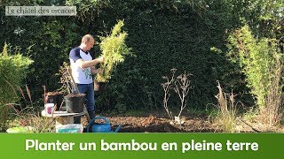 Comment planter un bambou en pleine terre [upl. by Parsaye261]