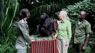 Lincroyable geste de Wounda à Jane Goodall [upl. by Tsyhtema48]