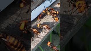 Fall Hornet Attack Giant Hornets Target Western Honeybee Hive [upl. by Keyte894]