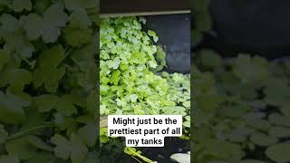 Hydrocotyle tripartita covering the filter outlet hydrocotyle plantedtank aquarium aquascape [upl. by Izaak349]