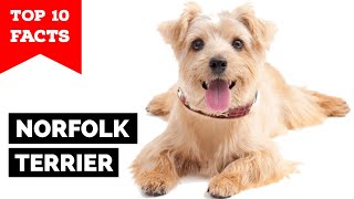 Norfolk Terrier  Top 10 Facts [upl. by Noryt]