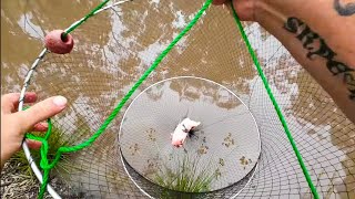 Dragging Yabbies With Drop Nets [upl. by Jdavie]