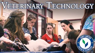 Veterinary Technology Programs at SUNY Canton [upl. by Aivatnuhs]