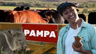 Pampa  Biomas do Brasil  Ep4 [upl. by Ila]