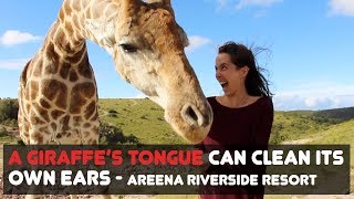 A GIRAFFES TONGUE CAN CLEAN ITS OWN EARS  Areena Riverside Resort [upl. by Tiffi]