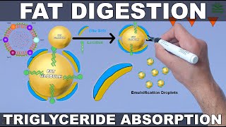 Fat Digestion and Absorption  Triglycerides [upl. by Kcirde725]