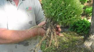 Butterfly Milkweed Roots at Ion Exchange Inc [upl. by Naihtniroc]