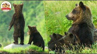 【貴重映像】北海道の秘境に暮らすヒグマの母子に2年間密着！急に子供が行方不明で母はパニック！他のヒグマと遭遇で一触即発【どうぶつ奇想天外／WAKUWAKU】 [upl. by Fontes63]