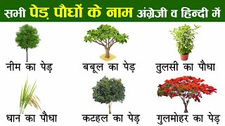 Plants and Trees Names In English And Hindi With Pictures  पौधों और पेड़ों का नाम [upl. by Hershell]