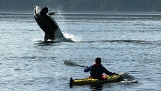 Amazing Orca Dolphins Leap from the Water  Deadly 60  BBC Earth [upl. by Hutner]