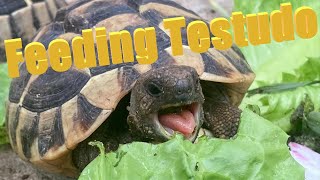 Feeding Testudo [upl. by Alessandro]