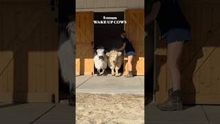 Morning Routine On My Mini Farm openfarmpet openfarmpartner [upl. by Dallon]