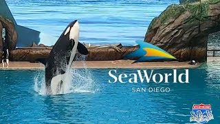 Dolphin Adventures  FULL SHOW 4K Ultra HD  SeaWorld San Diego [upl. by Yrrem]