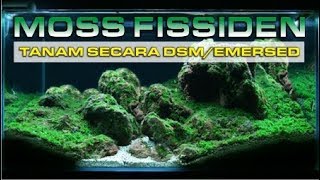 MENANAM MOSS SECARA EMERSEDDSM  FISSIDEN FONTANUS [upl. by Lot]