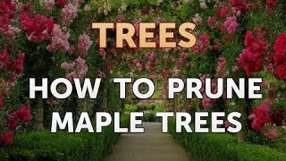 How to Prune Maple Trees [upl. by Bloch]