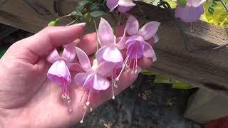 Caring For Fuchsia Plants How To Grow Fuchsia Flowers [upl. by Lourdes]