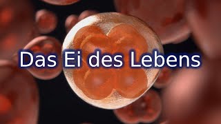 Das Ei des Lebens die Mitose oder Zellteilung  Tutorial [upl. by Vargas867]