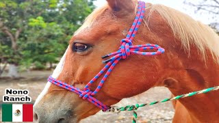 COMO HACER UNA JÁQUIMA PARA CABALLO 👌 [upl. by Eanil]