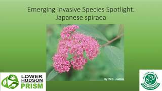 Japanese Spiraea Species Spotlight [upl. by Modeerf271]