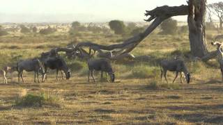 Amboseli Nationalpark 2012 [upl. by Lang432]