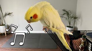 Female Cockatiel Singing Sounds [upl. by Therron423]