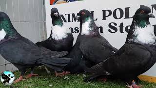 Black Cauchois pigeon [upl. by Irab]