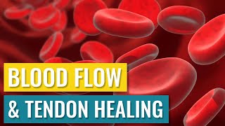 Blood Flow and Tendon Healing [upl. by Borgeson]