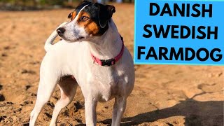 DanishSwedish Farmdog  TOP 10 Interesting Facts [upl. by Leupold417]