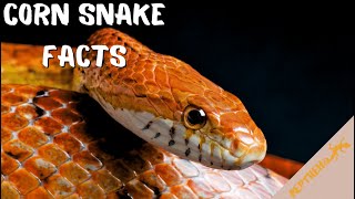 Corn Snake Facts Super Smart Terrifying and INCREDIBLY fascinating [upl. by Atram]