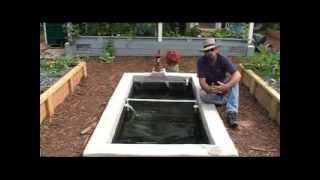 How we add Freshwater Prawns  Shrimp to our Aquaponics System [upl. by Naruq]