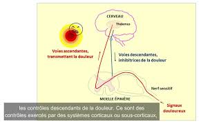 Douleur et Fibromyalgie – Partie 1 [upl. by Aicened221]