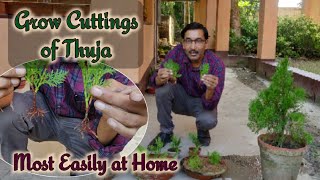 How to Grow Cuttings of Thuja at home most easily with 100 Sure Success [upl. by Zins]