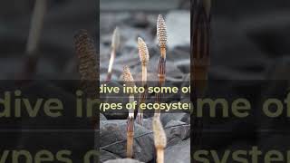 Exploring the Diversity of Ecosystems biodiversity ecologicalbalance [upl. by Nahpets25]